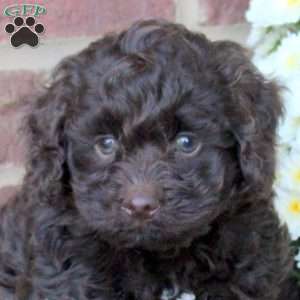 Hector, Cockapoo Puppy