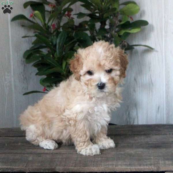 Helena, Maltipoo Puppy