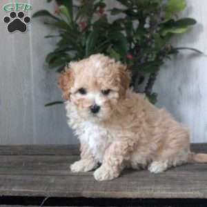 Helena, Maltipoo Puppy