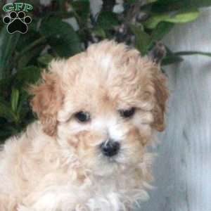 Helena, Maltipoo Puppy