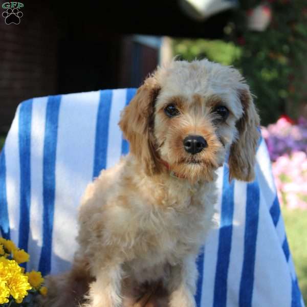 Halena, Cavapoo Puppy