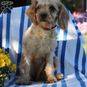 Halena, Cavapoo Puppy