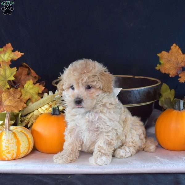 Henry, Maltipoo Puppy