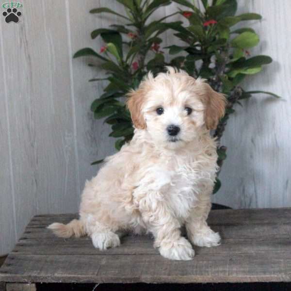 Henry, Maltipoo Puppy