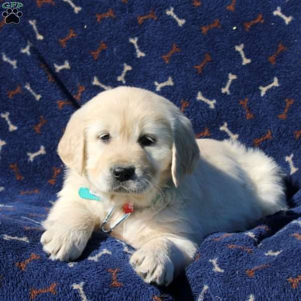 Henry, Golden Retriever Puppy