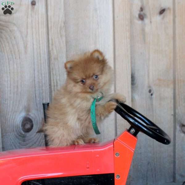 Henry, Pomeranian Puppy