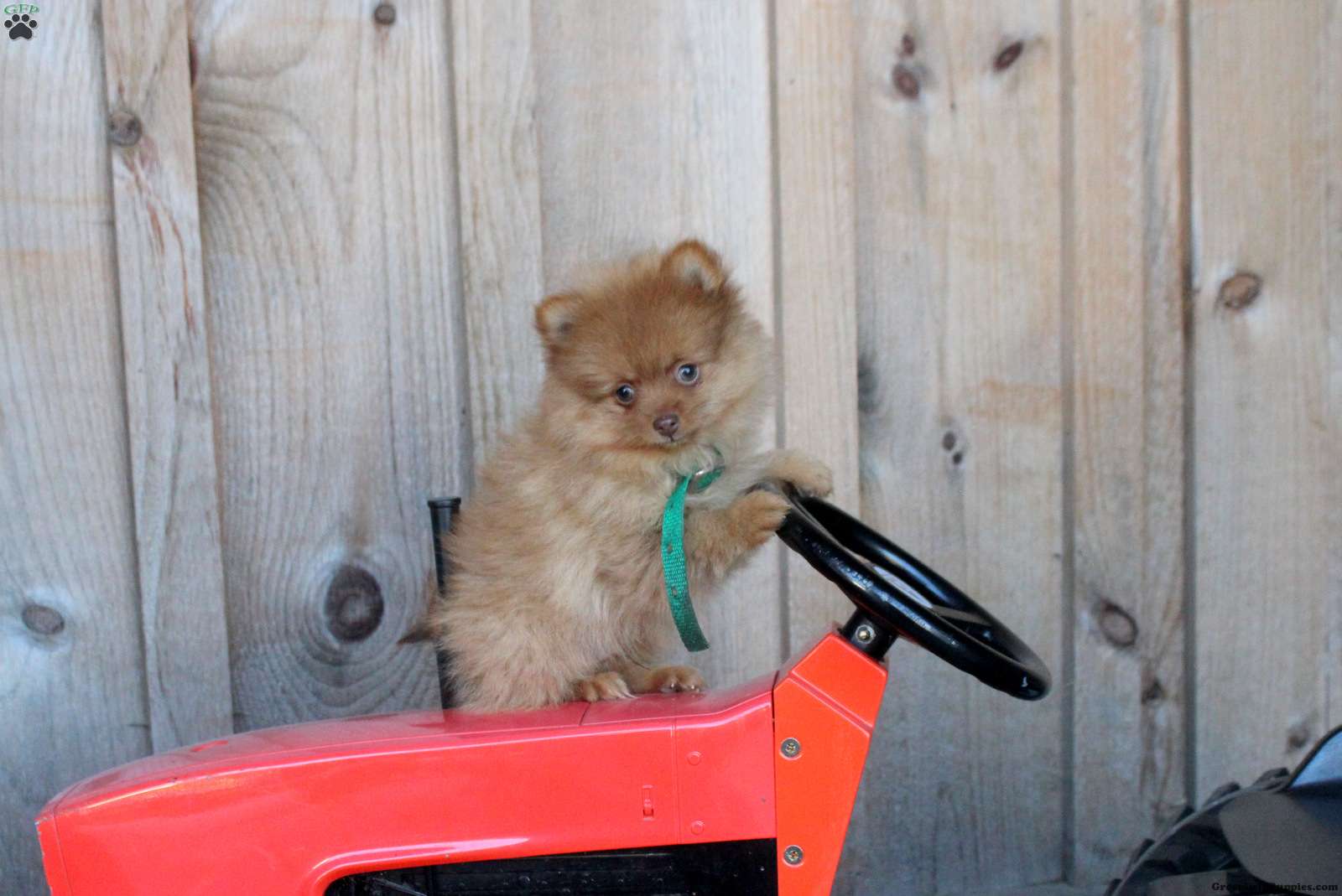 Henry (Pomeranian, Male) in Denver, PA