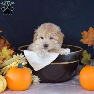 Henry, Maltipoo Puppy