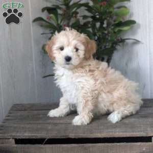 Henry, Maltipoo Puppy