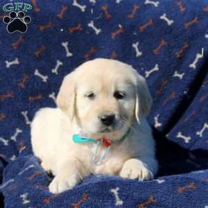 Henry, Golden Retriever Puppy