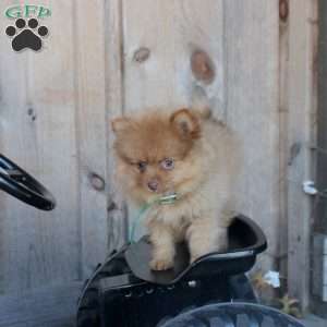 Henry, Pomeranian Puppy