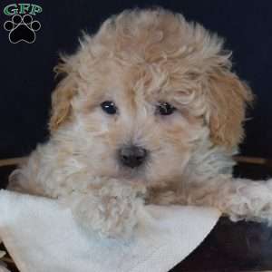 Henry, Maltipoo Puppy