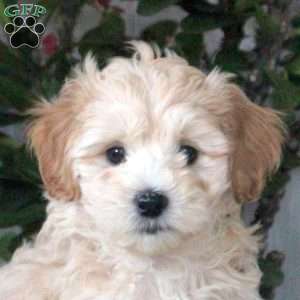 Henry, Maltipoo Puppy