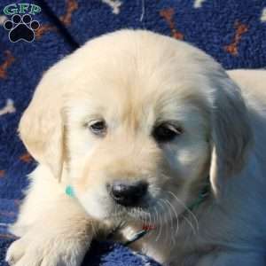 Henry, Golden Retriever Puppy