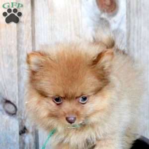 Henry, Pomeranian Puppy