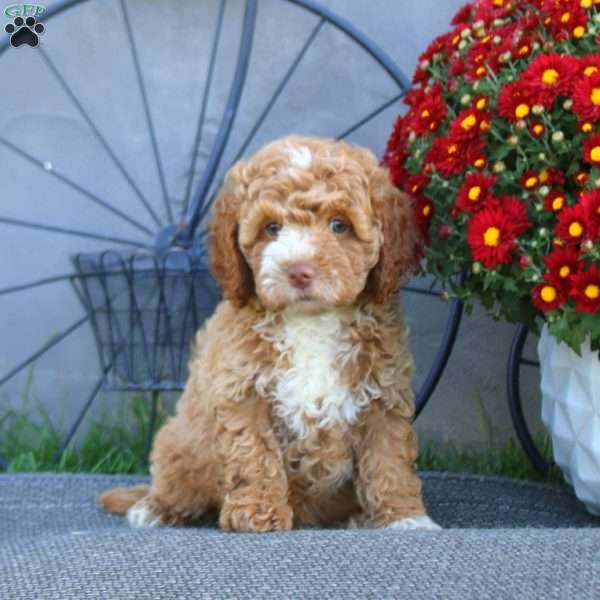 Herbie, Cockapoo Puppy