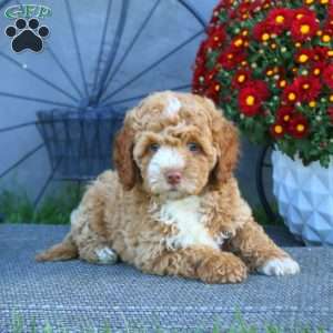 Herbie, Cockapoo Puppy