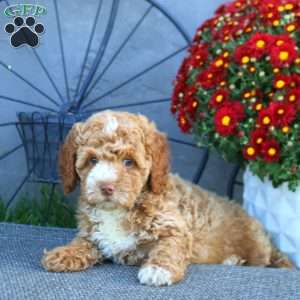 Herbie, Cockapoo Puppy