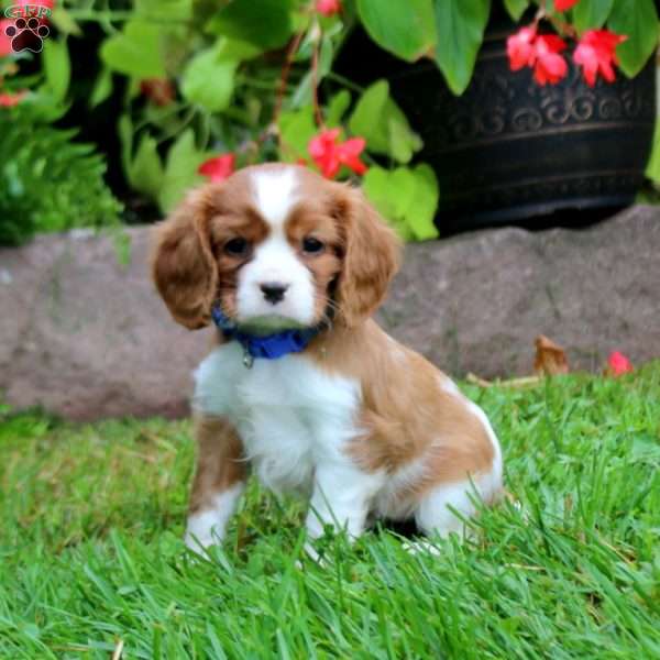Hero, Cavalier King Charles Spaniel Puppy