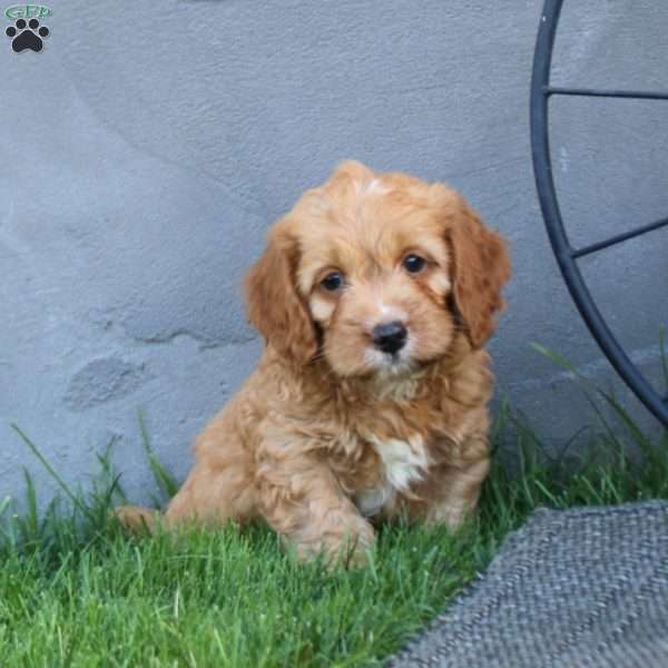 Hero, Cockapoo Puppy