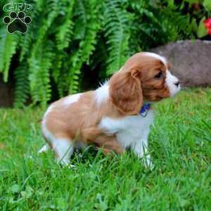 Hero, Cavalier King Charles Spaniel Puppy