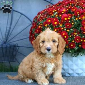 Hero, Cockapoo Puppy