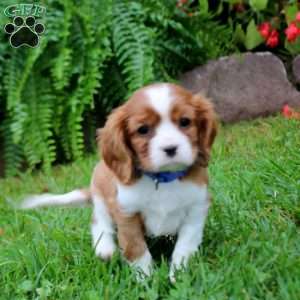 Hero, Cavalier King Charles Spaniel Puppy