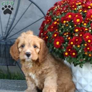 Hero, Cockapoo Puppy