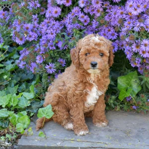 Hickory, Maltipoo Puppy
