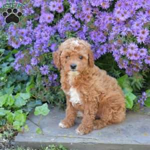 Hickory, Maltipoo Puppy