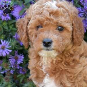 Hickory, Maltipoo Puppy