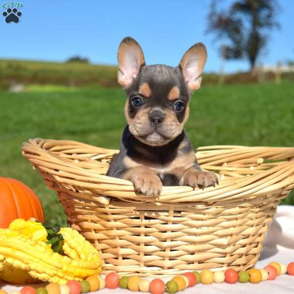 Holly, French Bulldog Puppy