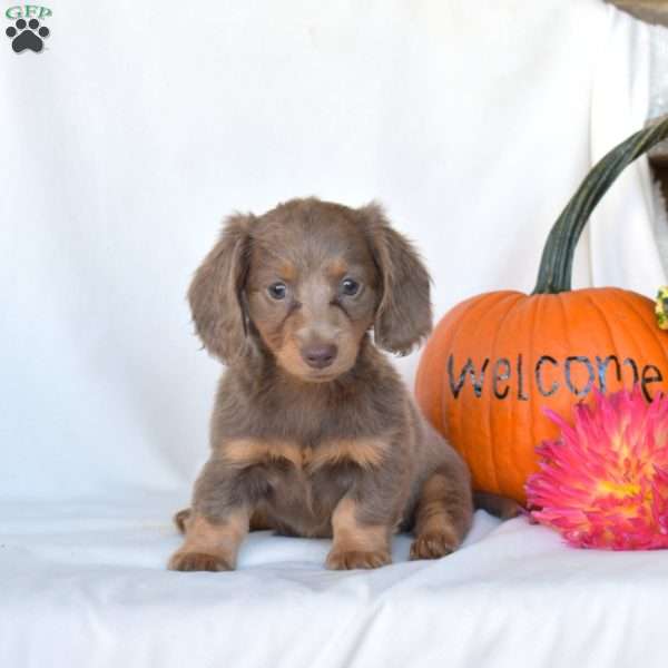 Holly, Dachshund Puppy