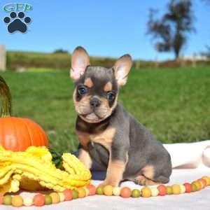 Holly, French Bulldog Puppy