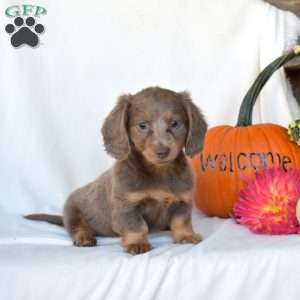 Holly, Dachshund Puppy