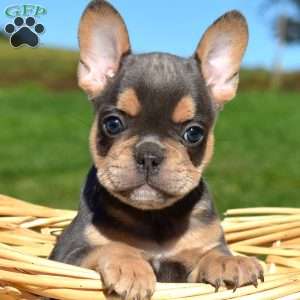 Holly, French Bulldog Puppy