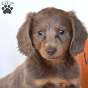 Holly, Dachshund Puppy