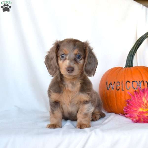 Honey, Dachshund Puppy