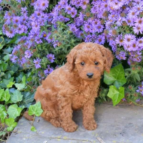 Honey, Maltipoo Puppy