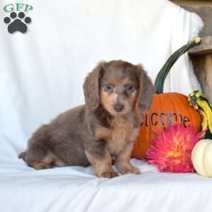 Honey, Dachshund Puppy