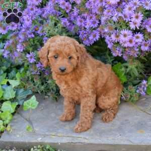 Honey, Maltipoo Puppy