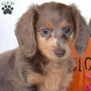 Honey, Dachshund Puppy