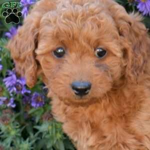Honey, Maltipoo Puppy