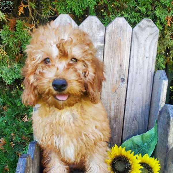 Honey, Mini Goldendoodle Puppy