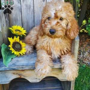 Honey, Mini Goldendoodle Puppy