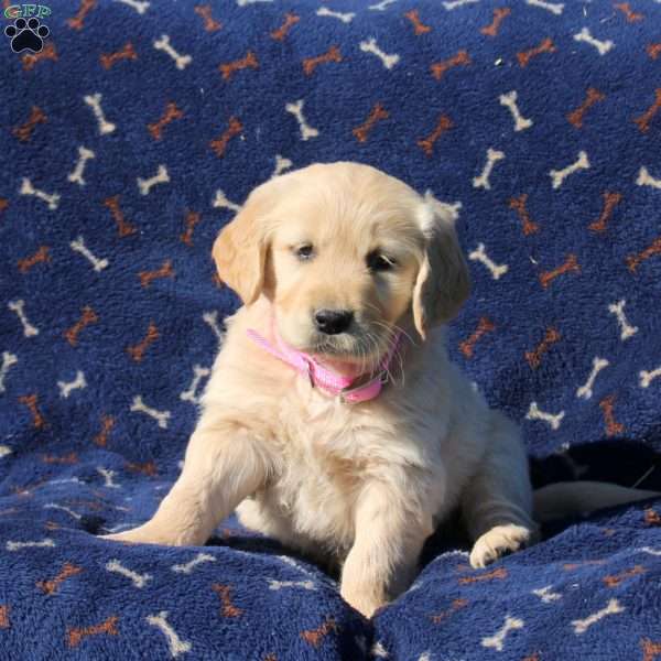 Hope, Golden Retriever Puppy