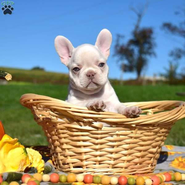 Hope, French Bulldog Puppy