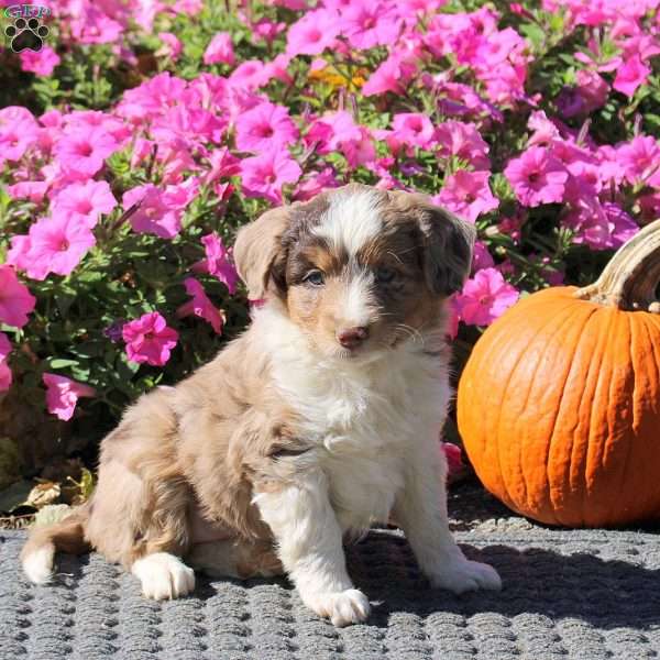 Hope, Mini Aussiedoodle Puppy