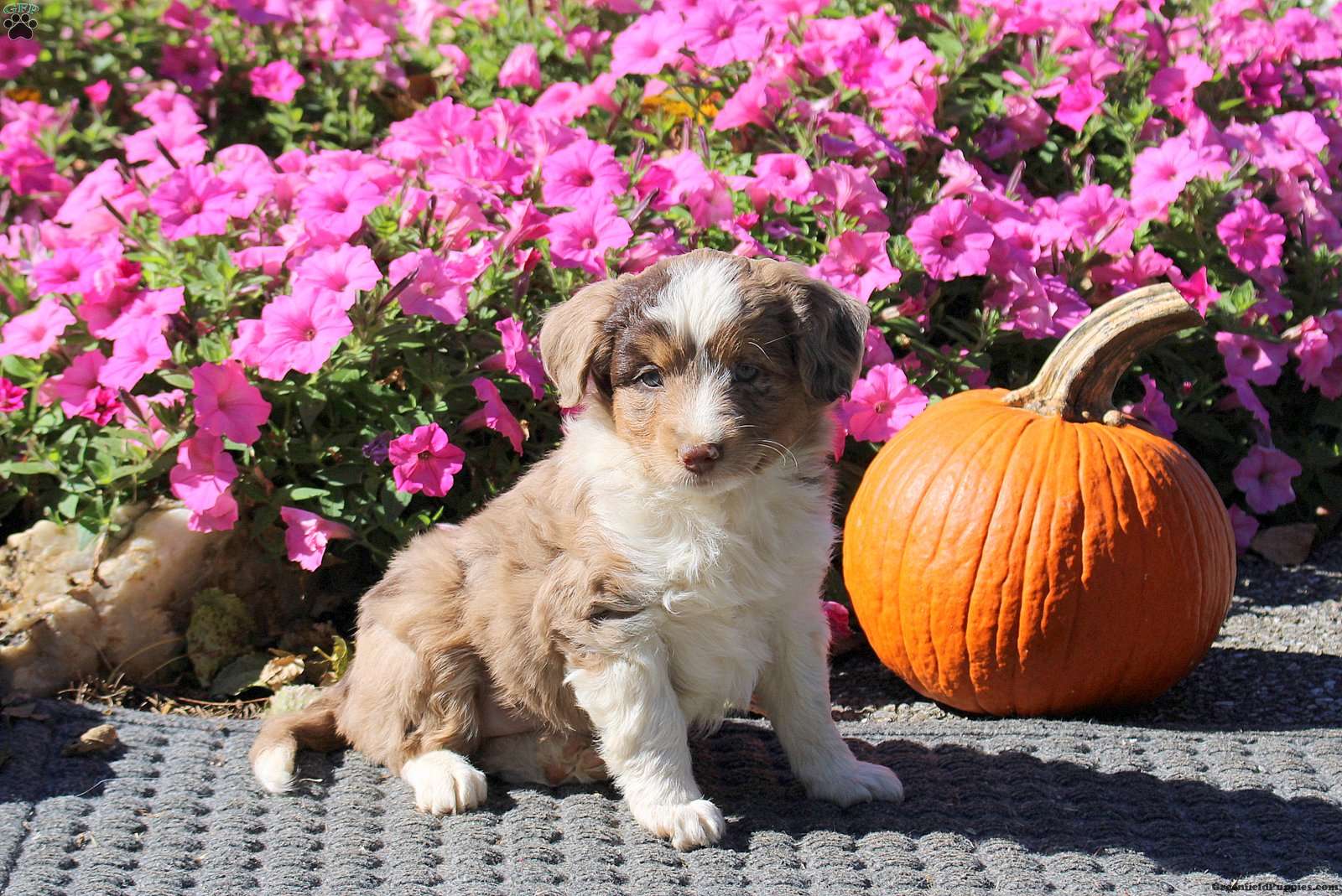 Hope (Mini Aussiedoodle, Female) in Kinzers, PA
