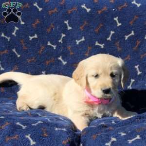 Hope, Golden Retriever Puppy